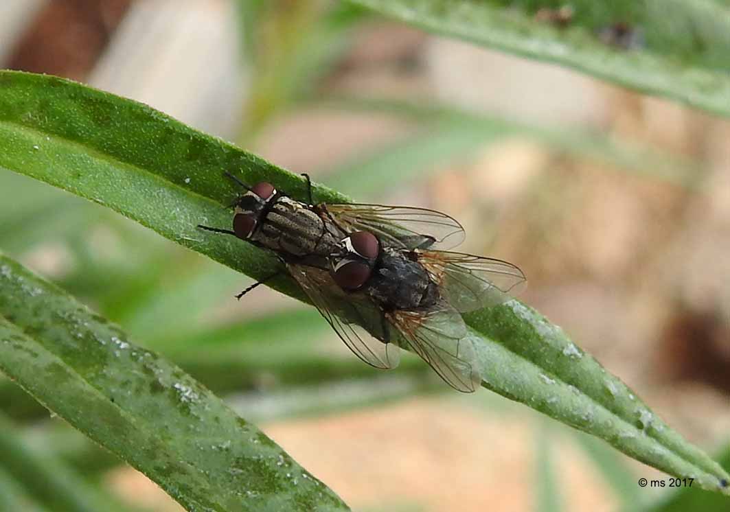 Spallanzania sp. ♂ (Tacninidae) e Musca cfr. domestica (Muscidae)